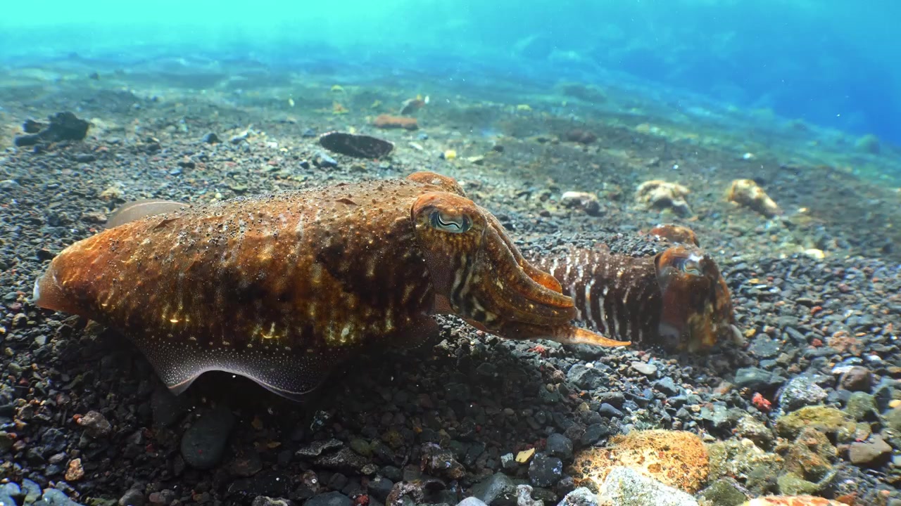 Twee gewone zeekatten gecamoufleerd op een donkere zandbodem in kristalhelder water.