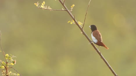 munia tricolor en el área del estanque esperando comida