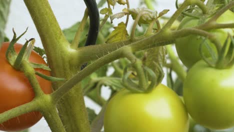 pan shot of homegrown tomatoes in front of a white backdrop