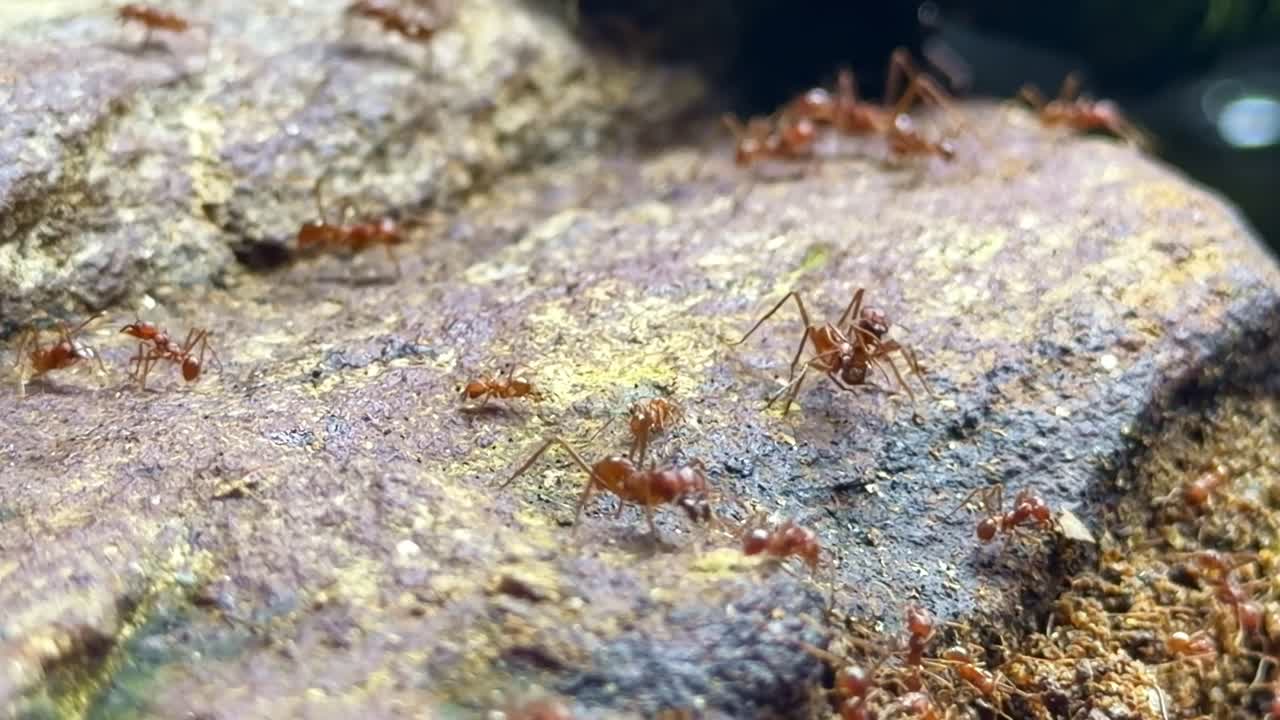 Macro inquadratura di un grande gruppo di formiche tagliafoglie che sciamano e camminano sulla superficie rocciosa.