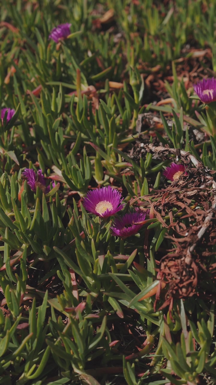 Piccoli fiori viola che sbocciano tra fitte piante verdi in un ambiente naturale all'aperto.