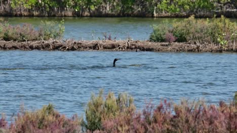 Synchronized-swimming-towards-the-right-as-they-hunt-for-fish-together,-Little-Cormorant-Microcarbo-niger,-Thailand