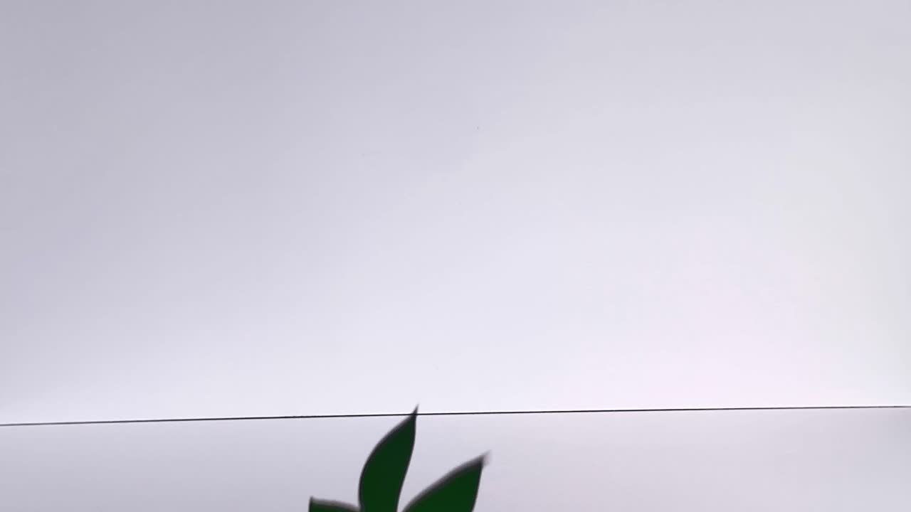 Green Plant in Glass Vase