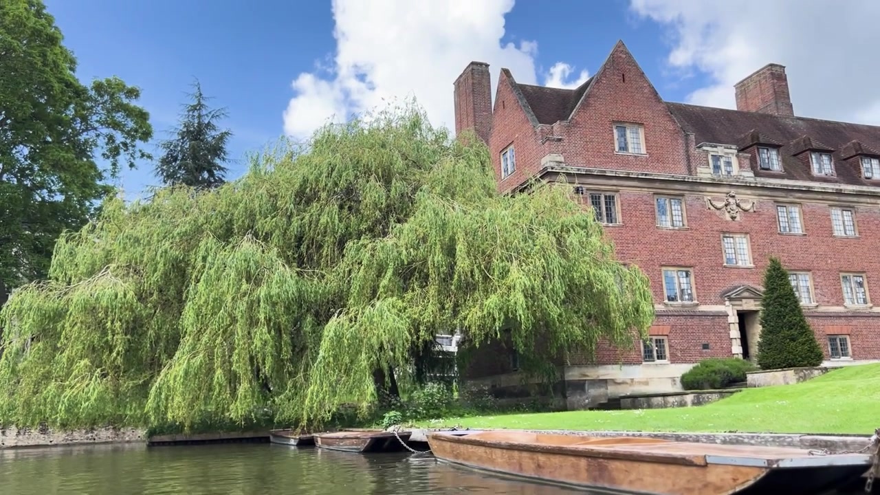 Punting w Cambridge, wierzby nad rzeką Cam