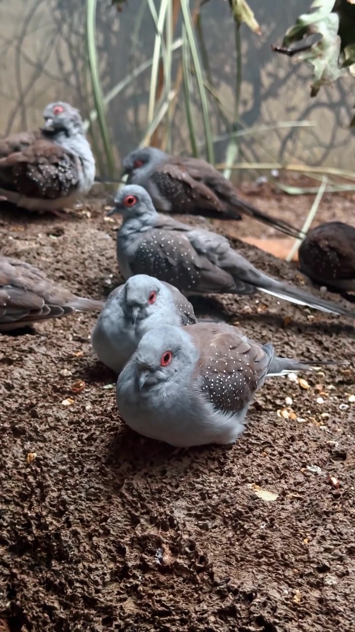 Pássaros descansando no chão em ambiente interno de jardim. Vários pássaros estão reunidos no chão, descansando e observando em um espaço de jardim.
