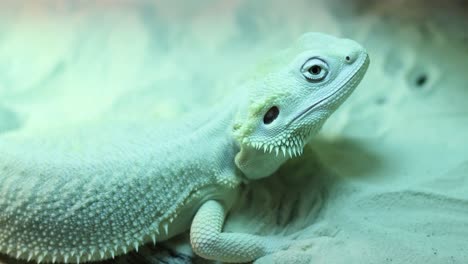 bearded dragon resting and looking around.