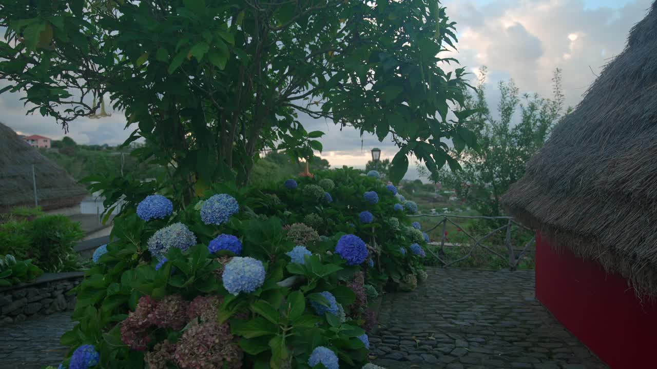footgae of Hydrangea plant shot in madeira portugal at traditional A-shaped houses village in Santana filmed with cinematic movement