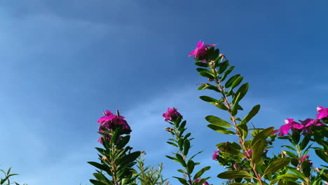 Pink-flowers-on-tall-green-stems-against-a-clear-blue-sky