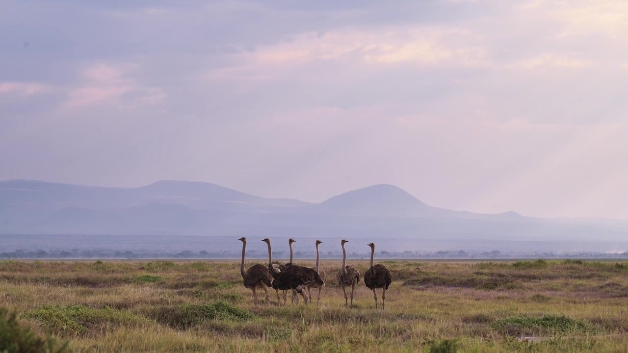 Grande gruppo di struzzi ad Amboseli in Kenya, animali selvatici da safari nel Parco Nazionale di Amboseli, coppie in accoppiamento di maschi e femmine in Africa.