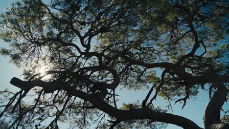 sun shine through the branches