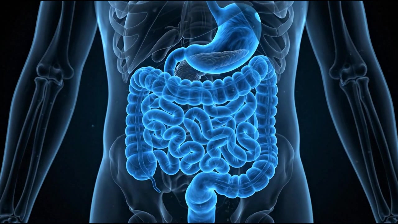 Scientific blue holographic intestine suspended in a medical interface