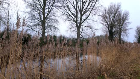 royal canal athy kildare crece en la orilla del canal en invierno