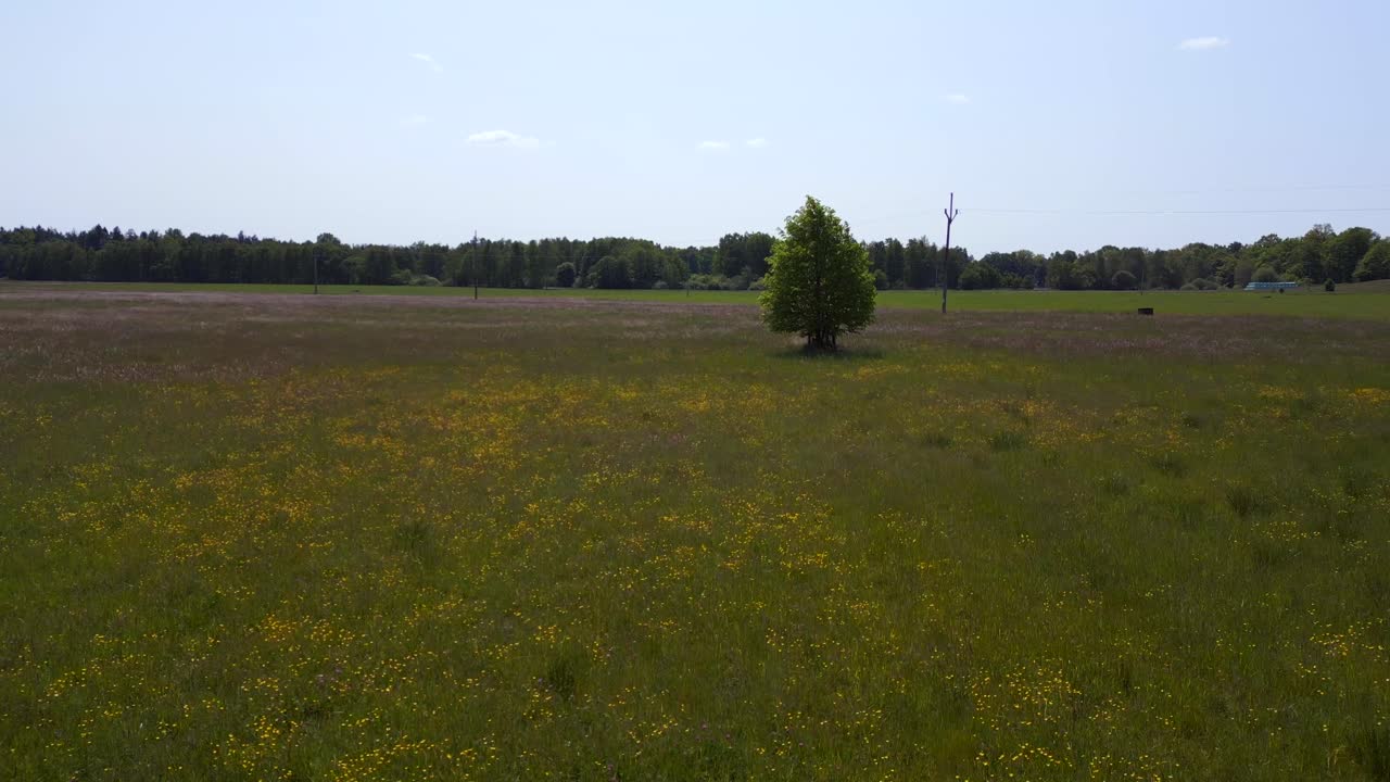 vista aérea suave de arriba árbol de vuelo por sí mismo en el campo de verano de la pradera en el pueblo de chlum, república checa 2023