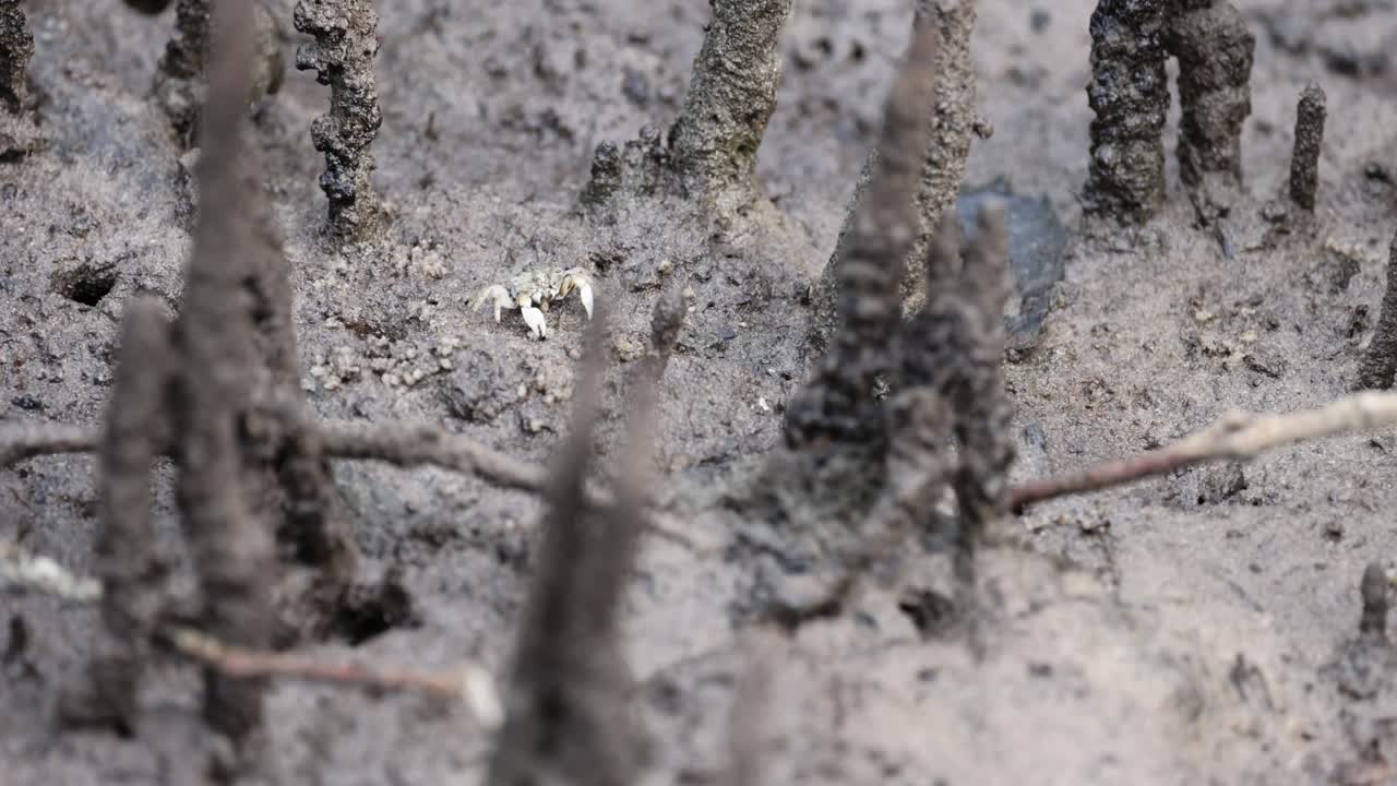 개구리는 가지로 인 땅을 따라 뛰어다닙니다.