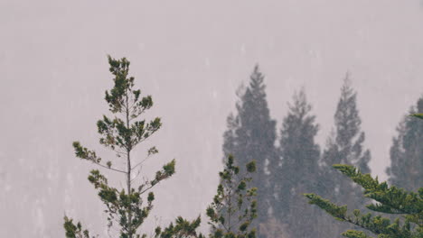 Coniferous-Trees-During-Snow-Winter-Season-In-Gifu-Countryside,-Japan