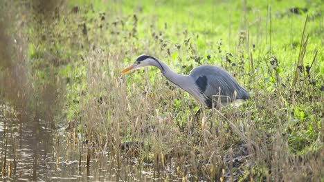 Pájaro-Garza-Gris-Vadeando-En-Cañas-De-Humedal-De-Río,-En-Busca-De-Comida