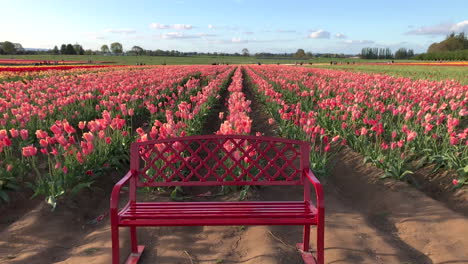 a red bench in front of rows of beautiful tulips gently blowing in the breeze