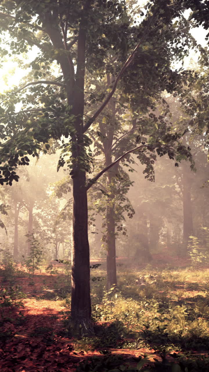 태양의 광선은 나무 가지를 고 아침 안개에서 빛나고 있습니다.