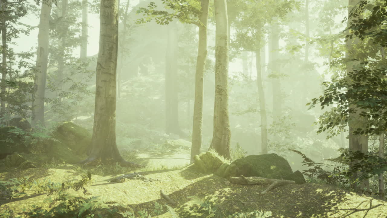 Lush forest clearing with soft sunlight filtering through trees