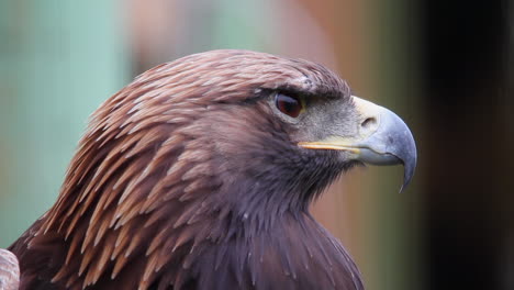 Knackiges-Gesicht-Nahaufnahme-Steinadler-Blinzelt-Dreht-Den-Kopf