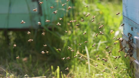 bees flying near the beehive. swarm of beekeeping insects.
