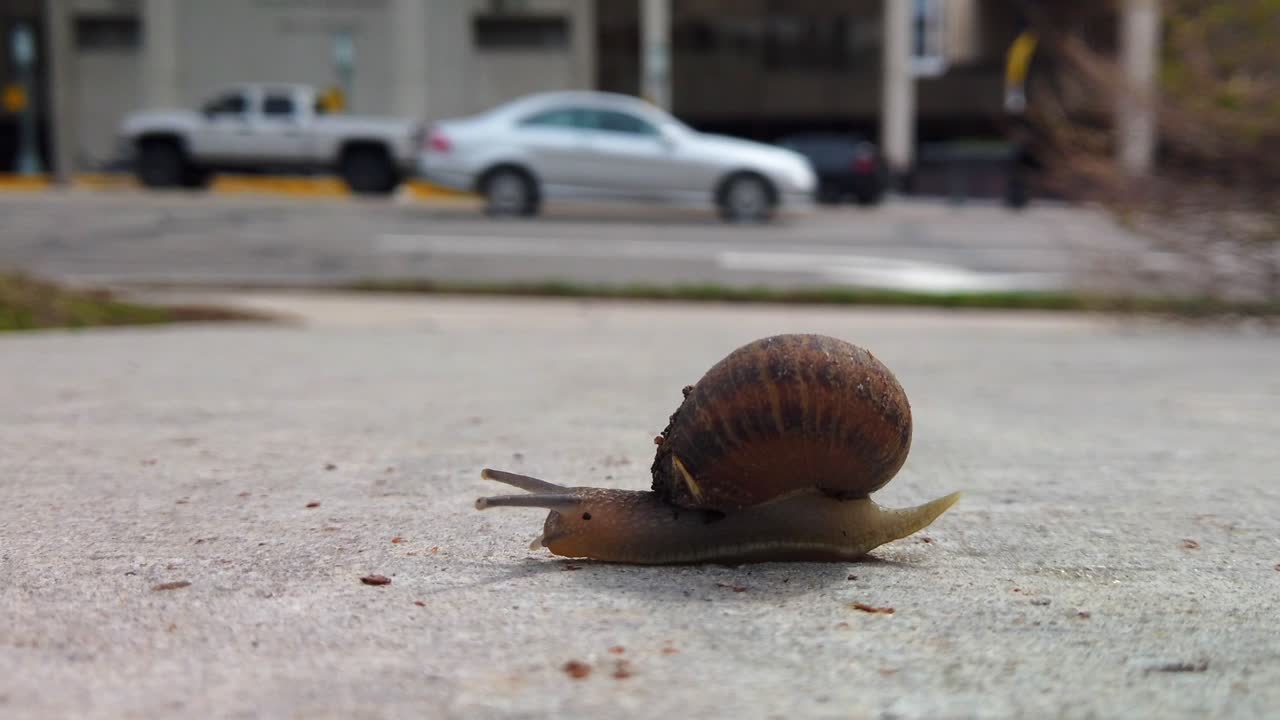 도시 한가운데 보도에 있는 달팽이가 콘크리트 위에 남겨진 카메라에서 다른 정원으로 재빨리 건너가는 동안 가능한 장애물을 감지합니다.
