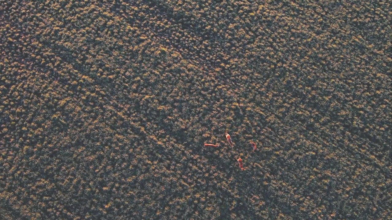 Roedel herten van boven in Friesland