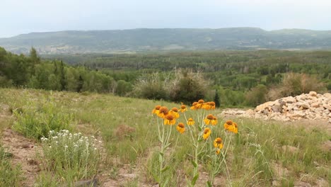 Blumen-Wehen-Sanft-In-Der-Nähe-Der-Flattops-Wildnis