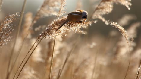 chaffinch in a reed bed