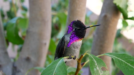 a colorful pink annas hummingbird with iridescent feathers resting on a green leaf and looking around for a mate after feeding on nectar and pollinating flowers