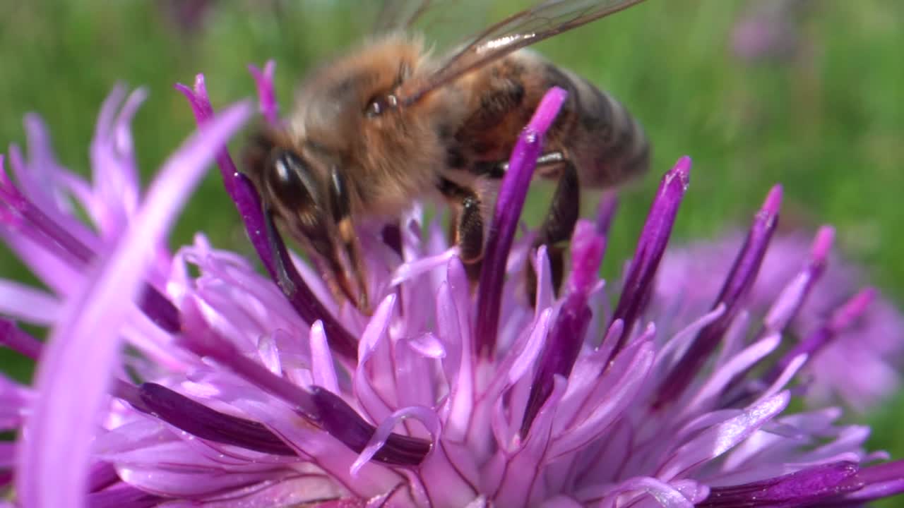 Wild Bee sucking nectar and pollen of blooming flower in sun,macro close up