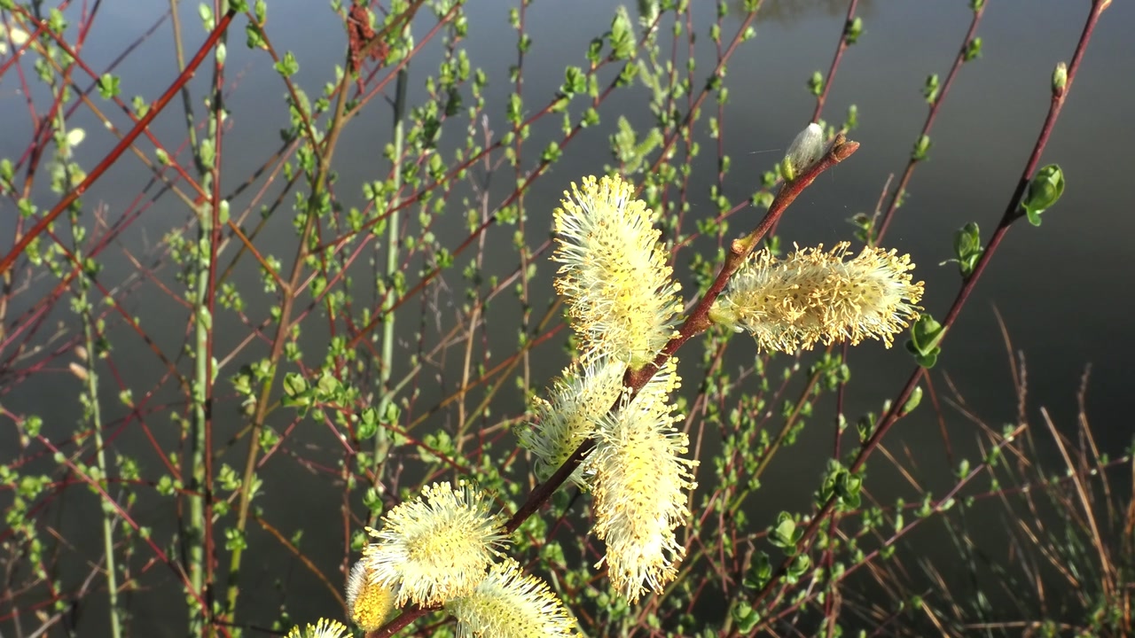 Willow flowers in springtime with lake background.