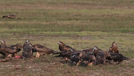 a flock of kites feeding on scattered meat in the field, black-eared kite milvus lineatus