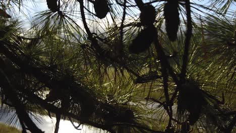 a right to left steadicam shot of the sun poking through the needles and cones of a pine tree at a city dog park