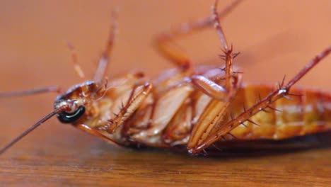 repelente de cucarachas e insectos