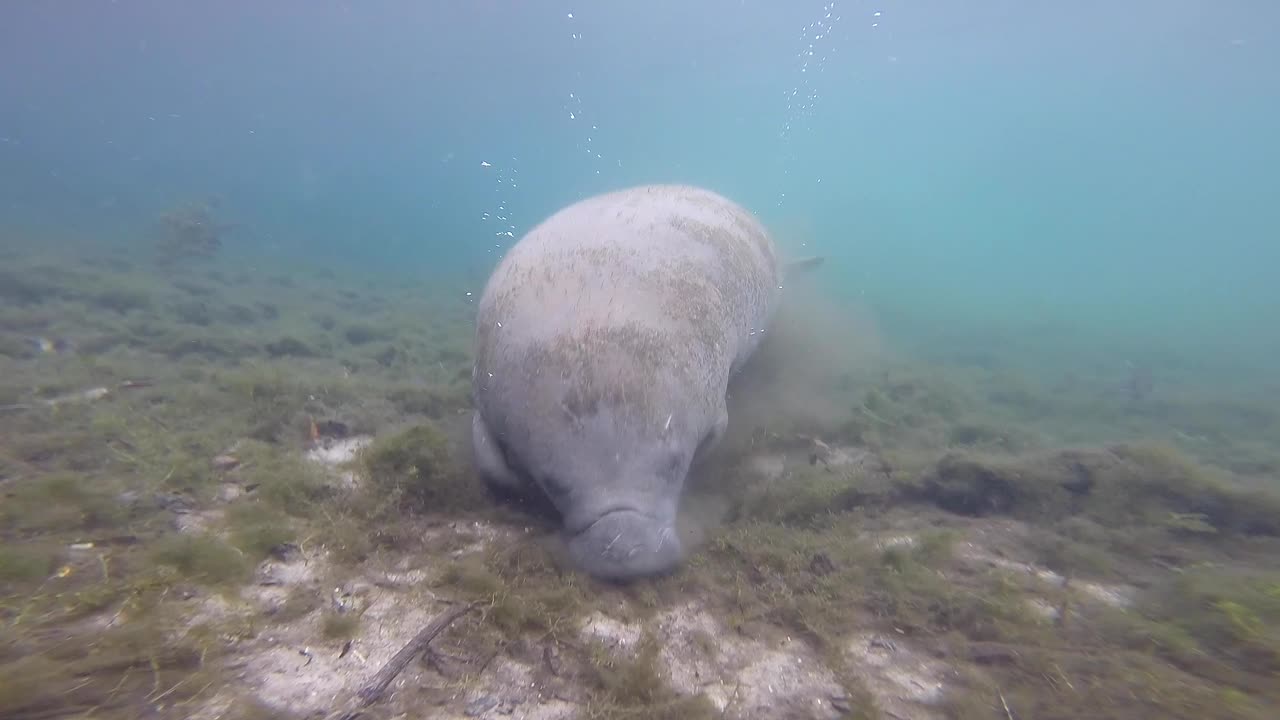 플로리다 마나티는 강바닥에서 먹이를 먹고 있습니다.