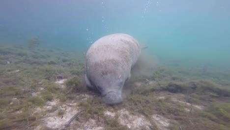 el manatí de florida se alimenta en el lecho del río.