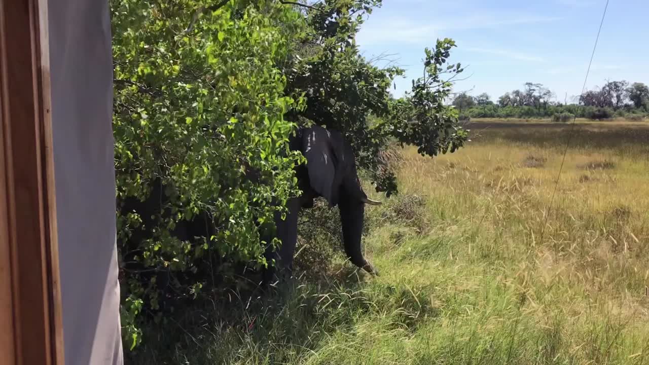 elefante africano comiendo hierba de sabana al lado de una tienda de campaña en botswana