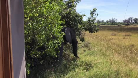 Afrikanischer-Elefant,-Der-Savannengras-Neben-Wandzelt-In-Botswana-Isst