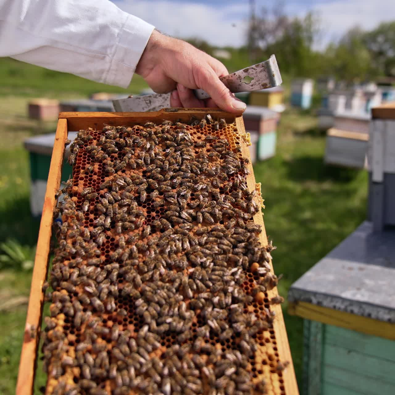 Beekeeper in white clothes turns the frame in his hands. Man watches carefully at the bee family covering densely the frame. Nature sunny day backdrop in blur