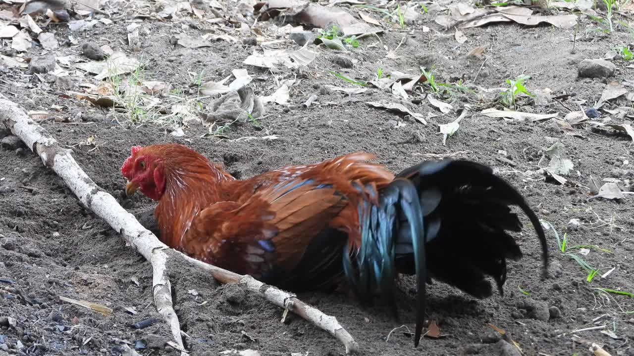pollo disfrutando en la arena. padres