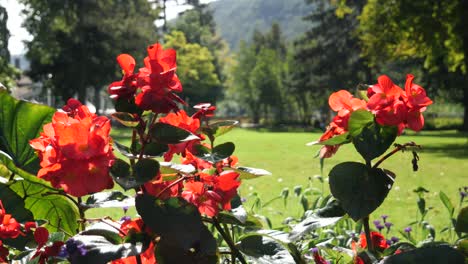 Red-Begonia-Flowers-Gently-Swaying-in-the-Wind-in-a-City-Park-on-a-Beautiful-Sunny-Day