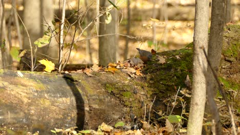 american robin bird in fall investigated the fall tree trunk for food sources