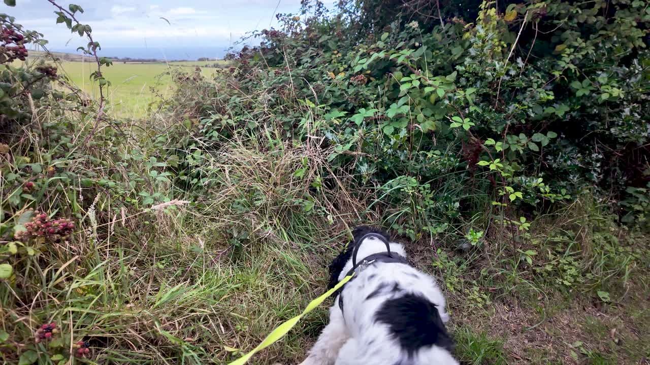 English Springer Spaniel dog walking through a overgrown hedge and tall grass on a leash