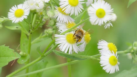 Bee-Collects-Honey-on-Bushy-Chamomile-Blossom-with-Pollen-on-Hind-Legs---close-up