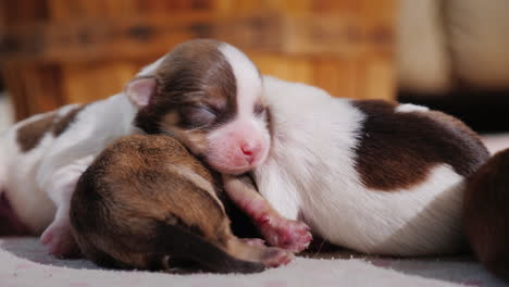 camada de lindos cachorros recién nacidos 05