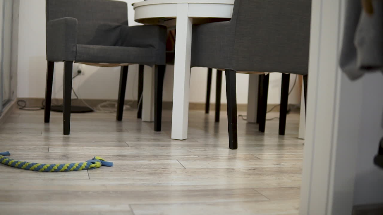 toma en cámara lenta de un triste perro toro francés caminando dentro de la casa y buscando comida