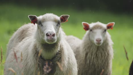 a flock of sheep on the lush green pasture