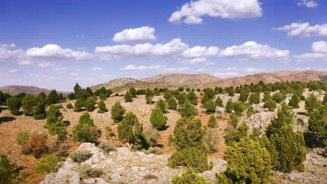 flight above turkish desert with pine trees and stone hills