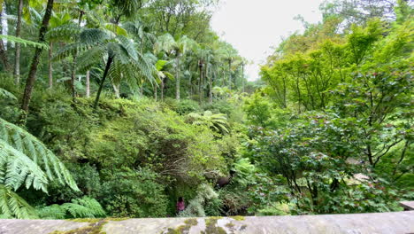 jungle feeling in terra nostra park a botanical garden in the azores